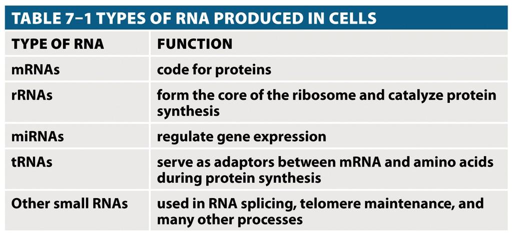 RNA There are several types of RNA that carry out different