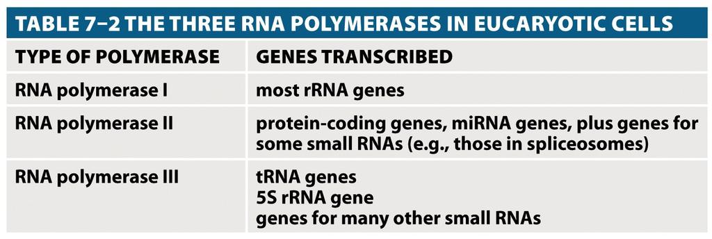RNA polymerase There are three types of RNA polymerases.