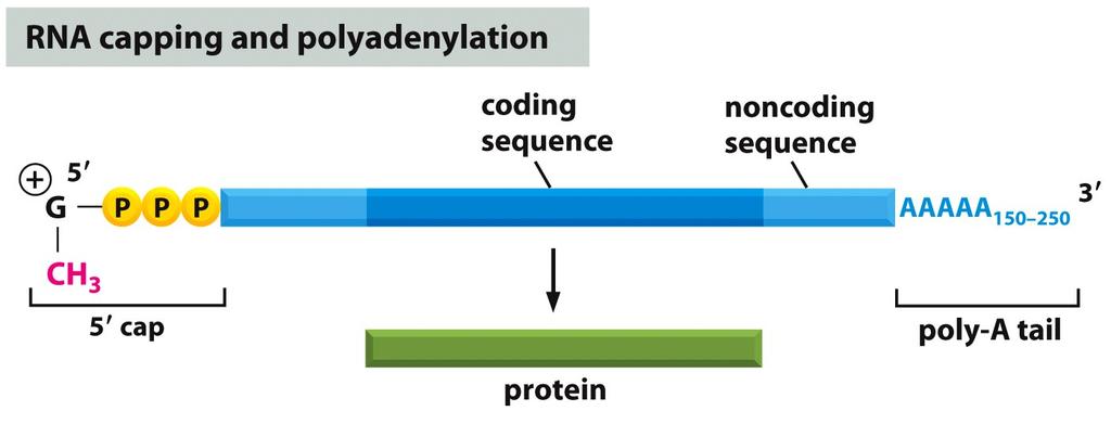 Capping The mrna is modified, or capped, at both ends. The 5 end is quickly capped with a CH 3 - cap, while the 3 end gets a poly- A tail at the end of transcrip.