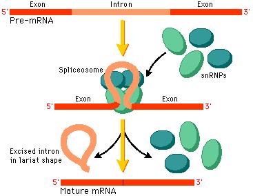 Splicing During splicing the non- coding sec.ons of the mrna, i.e. introns, are removed by a complex of small nuclear ribonucleoproteins (snrnps) called spliceosomes.