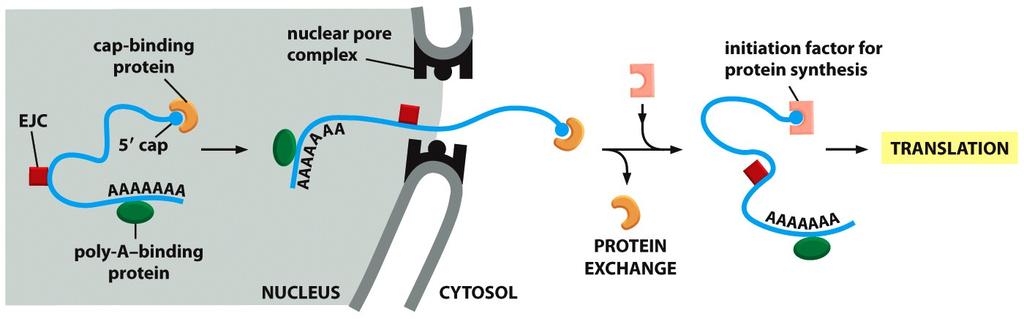Export The mrna needs to be transported from the nucleus to the ribosomes in the cytoplasm. Export is delayed un.l splicing is complete. Export is accomplished by an ac.