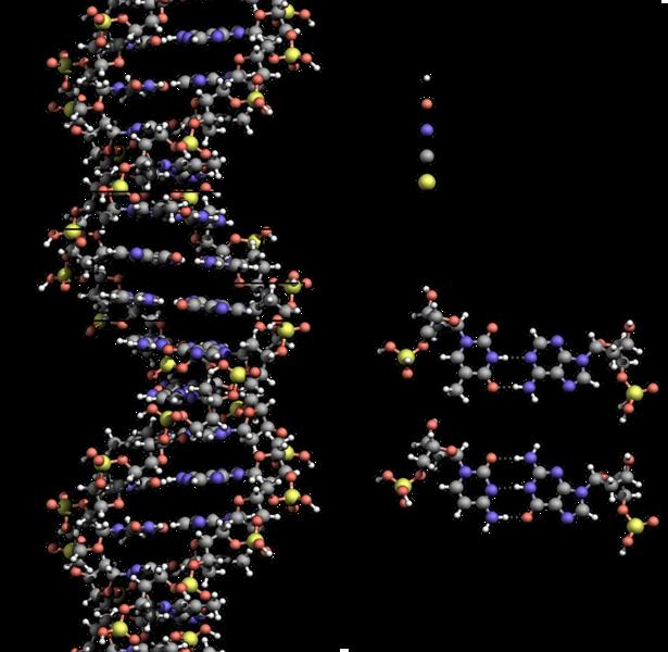 The genome and its subunits Nucleo7de = Building blocks of DNA and RNA (A, C, G, T and U) DNA =