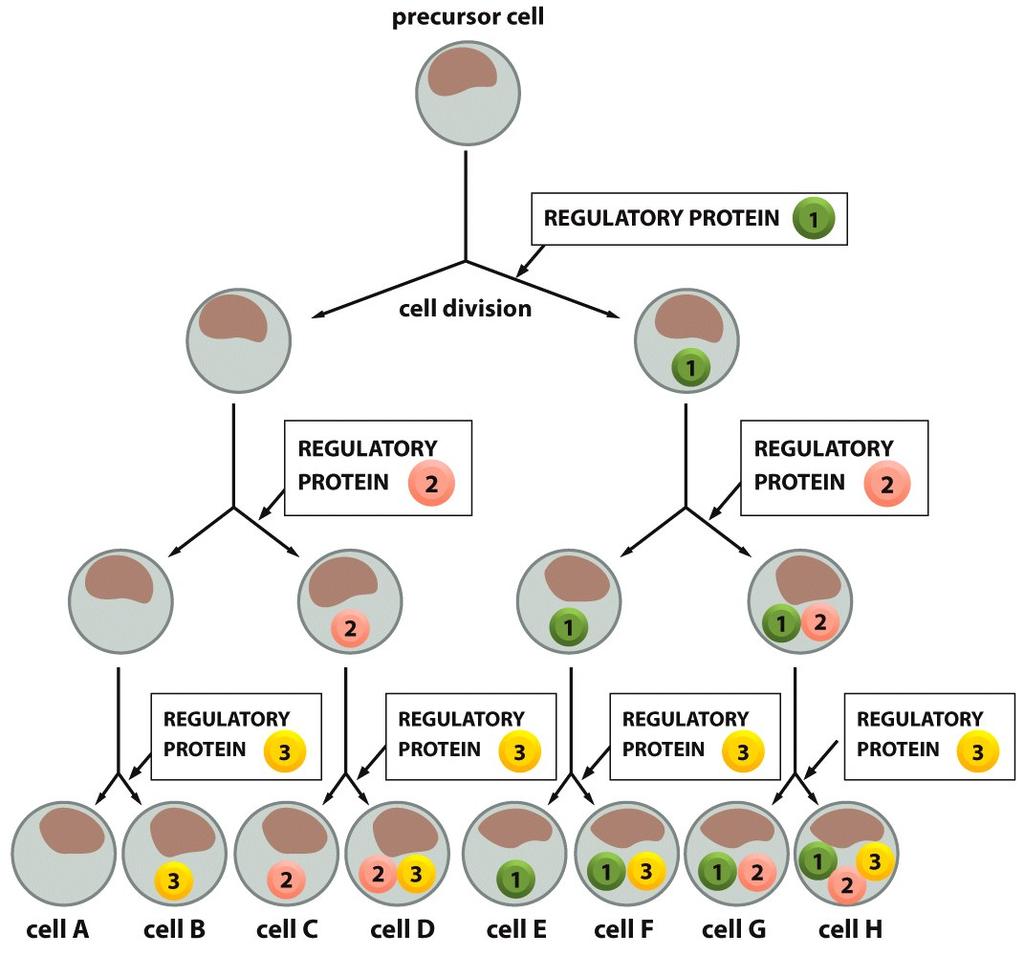 Gene regula.on in development All cells in a mul.