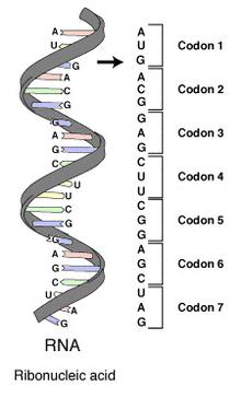 The genome and its subunits Nucleo7de = Building blocks of DNA and RNA (A, C, G, T and U) DNA = double- stranded chain of nucleo.