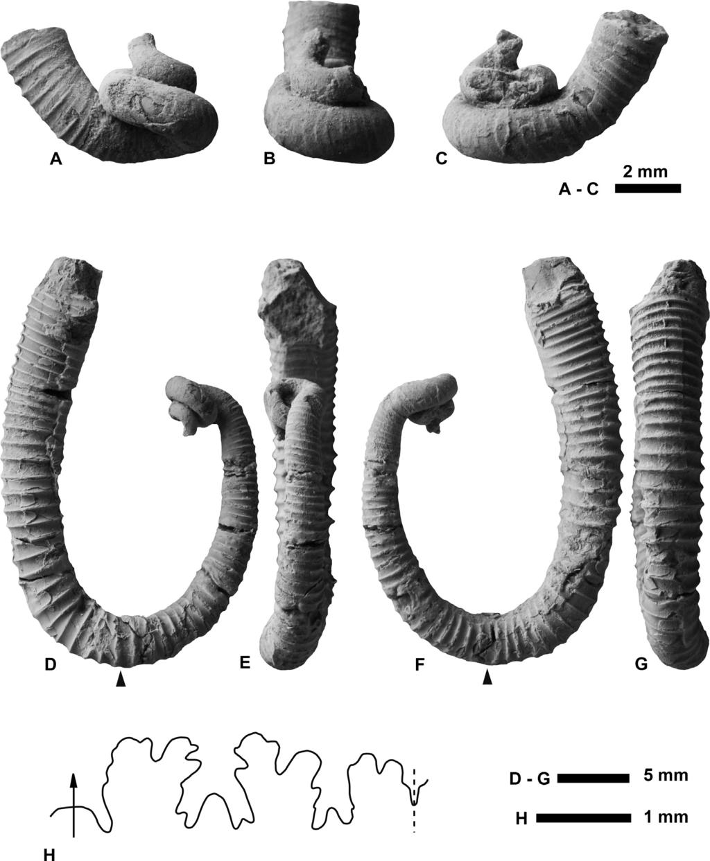New Cretaceous ammonoid Morewites 3 Figure 2. Morewites sakakibarai Shigeta gen. et sp. nov., NMNS PM23458 (holotype), from the Urakawa area, Hokkaido.