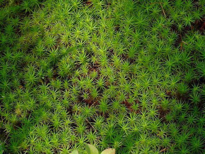 Bog succession proceeds as sphagnum moss