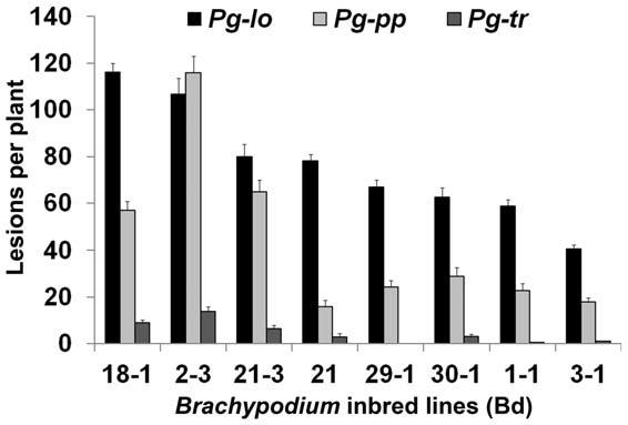 Development of Brachypodium as an experimental model plant Figueroa et al.