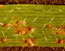 grasses Pathogen of wheat