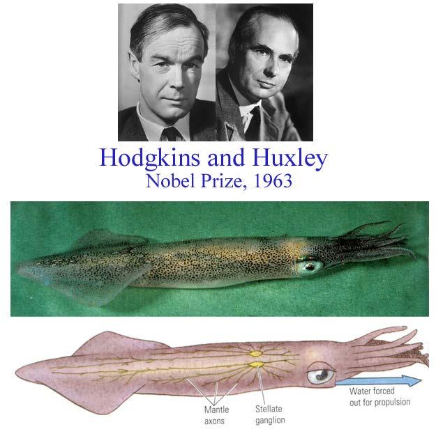 Hodgkin and Huxley Taken fro: