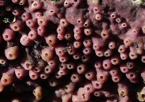 The Purple Encrusting Sponge: Haliclona permollis