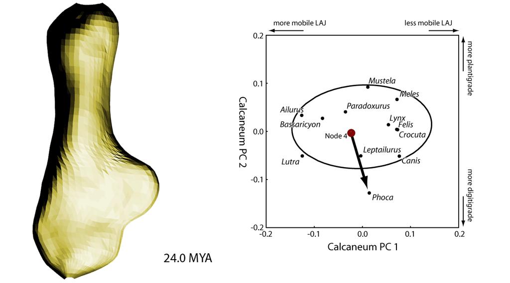 Estimated trajectory of pinniped calcaneum evolution Polly, P. D. 2008.