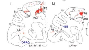 matrix in macaque From area Fraction of labeled neurons per area weight