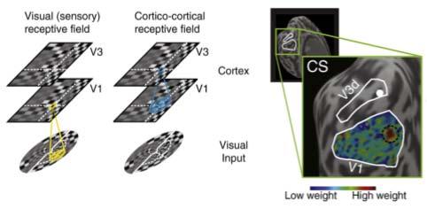 Tight link between functional and anatomical connectivity - human fmri Average CCRF Intrinsic functional connectivity in humans is visuotopically organized matches