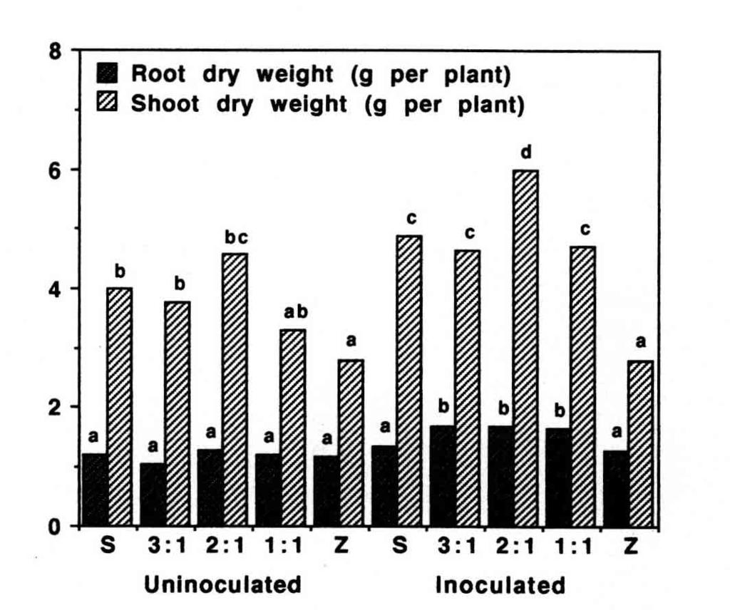The yield of fruits was increased significantly (up to 40% when compared to the control) following inoculation with most of the fungal endophytes.