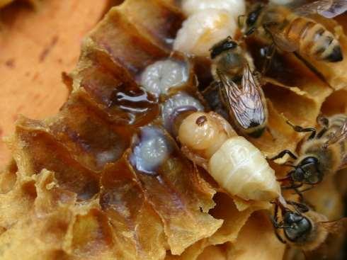 Varroa Mites Native bees