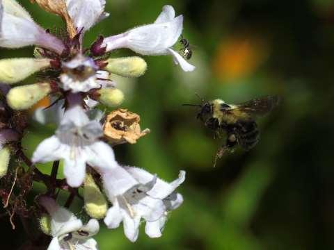 Native Bees as Crop Pollinators If enough natural habitat is nearby to support them, native bees can provide much or even all the pollination services for crops Over 50 species of native bees visit