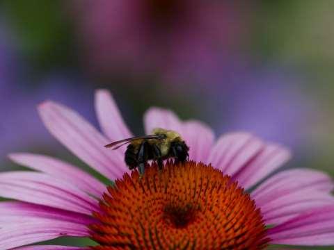 So what can you do to protect and enhance pollinator populations?