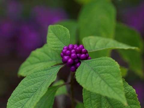 American Beautyberry + NE Aster Garden INSTALLATION Fall is the best time for planting but can do it yearround as long as the ground is not frozen! Optimal ph for perennial flower bed is 6.2-6.
