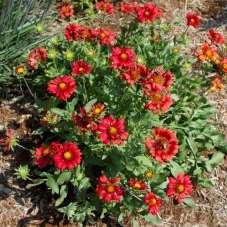 Divide plants when needed Relocate or replace plants when needed Cut back plants before spring growth begins (leave