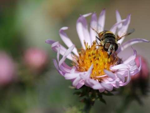 Syrphid 