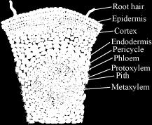 as that of dicot root Cortex Has several layers of thin-walled parenchymatous cells, with intercellular spaces Same as that of dicot root Endodermis Single layer of barrel-shaped cells, without