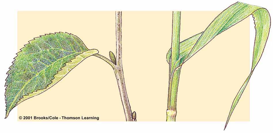 Common Leaf Forms DICOT petiole axillary bud MONOCOT