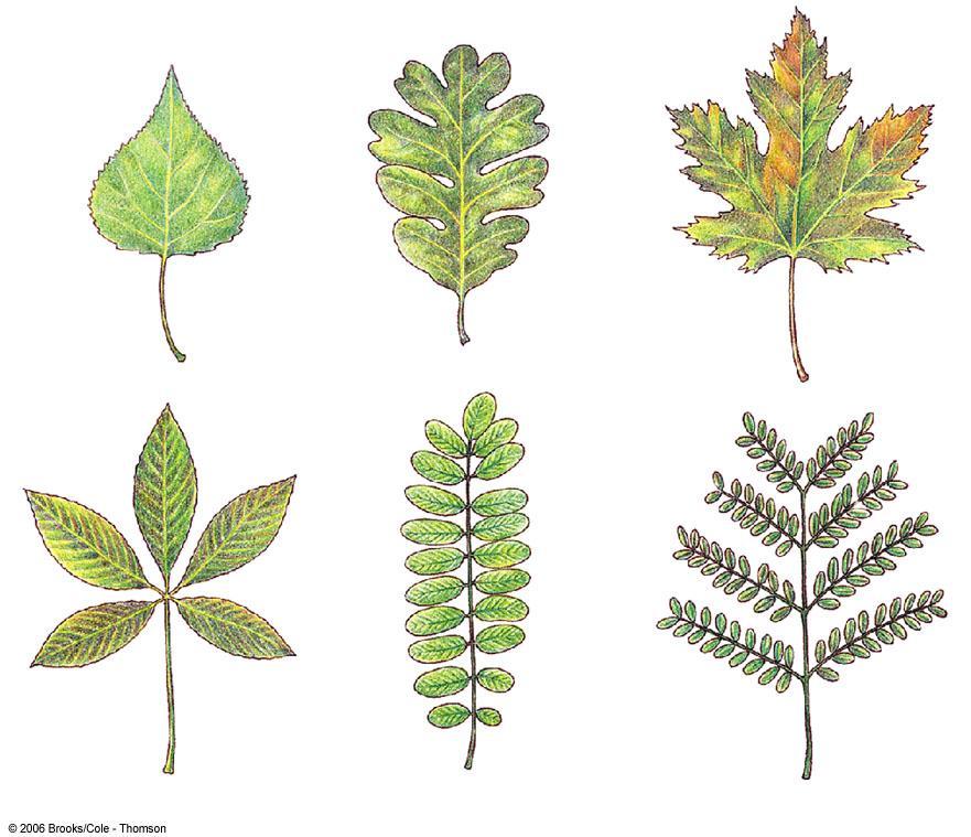 POPLAR (Populus) OAK (Quercus) MAPLE (Acer) leaflet RED BUCKEYE