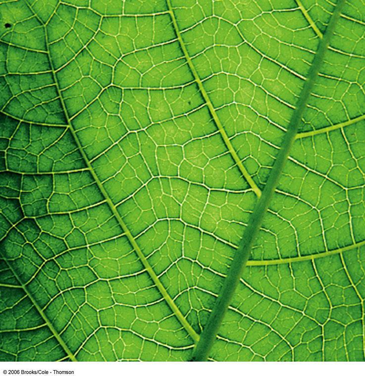 Leaf Veins Fig.