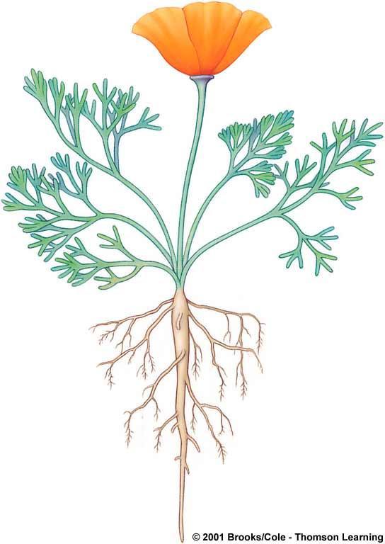 Root Systems Taproot system of a California poppy