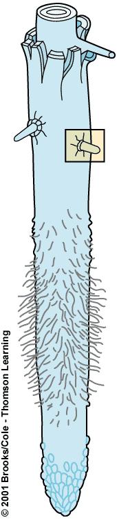 Root Hairs and Lateral Roots Both increase the surface area of a root system Root hairs are tiny extensions of epidermal