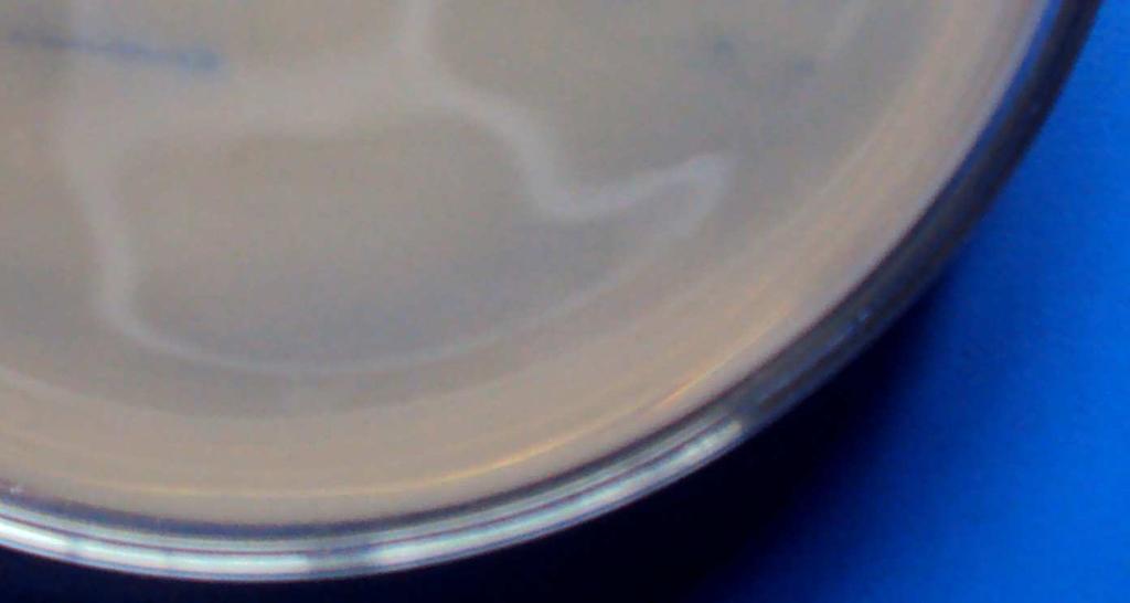 effect on the tested bacterial
