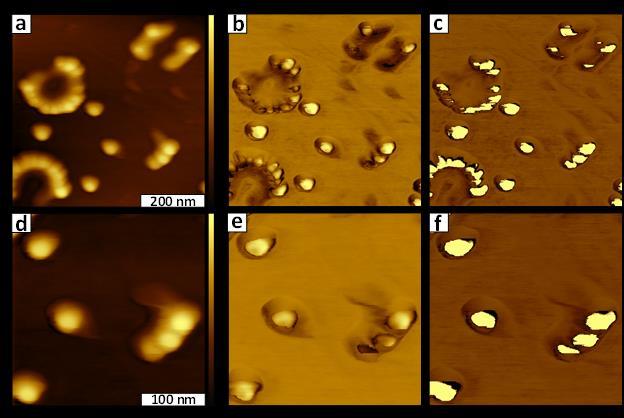 Figure 4.4. Metal cores of polymer encapsulated cobalt nanoparticles revealed with FMM to enable subsurface imaging.