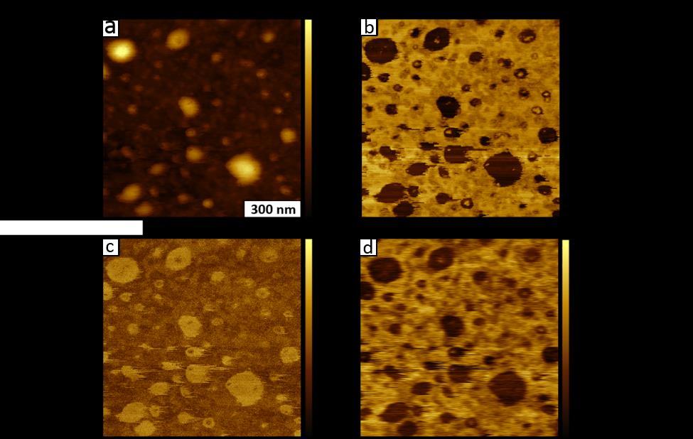 Figure 5.4. Co-deposited sample of cobalt nanoparticles and gold nanoparticles on HOPG. (a) Topography and (b) simultaneously acquired phase image acquired while imaging with AM- KPFM.