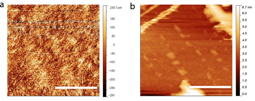 Supplementary Figure 7 Large area STM topography of atomically flat H-C(100) diamond surface a.
