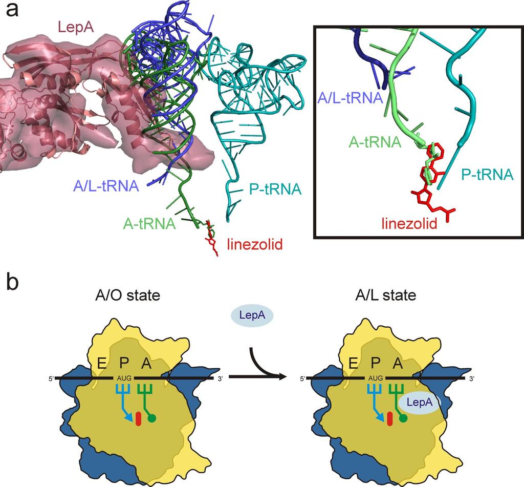 Fig. S5. Oxazolidinones induce an A/O state recognized by LepA. (a) Relative position of linezolid (red), P-tRNA (cyan), A-tRNA (pale green), LepA (maroon density and ribbon) and A/L-tRNA (blue).