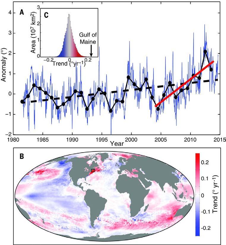Pershing et al. 2015, Science. Sea surface temperature trends from the Gulf of Maine and the global ocean.
