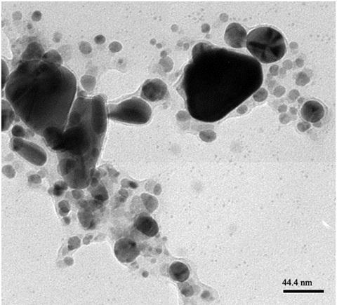 Fig 3. XRD of biosynthesized silver nanoparticles using the plant extract of Pouteria campechiana Fig 4. HR-TEM image of silver nanoparticles using the plant extract of Pouteria campechiana Fig 5.
