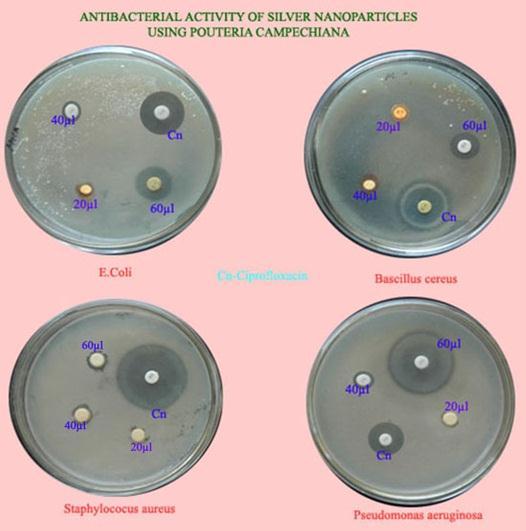 Antibacterial activity of silver Nanoparticles Microorganism Zone of inhibition in mm 20µl 40µl 60µl Ciprofloxacin E.Coli 8.63±0.68 9.14±0.49 10.21±0.47 13.45±0.11 Bacillus cereus 8.55±0.56 9.54±0.