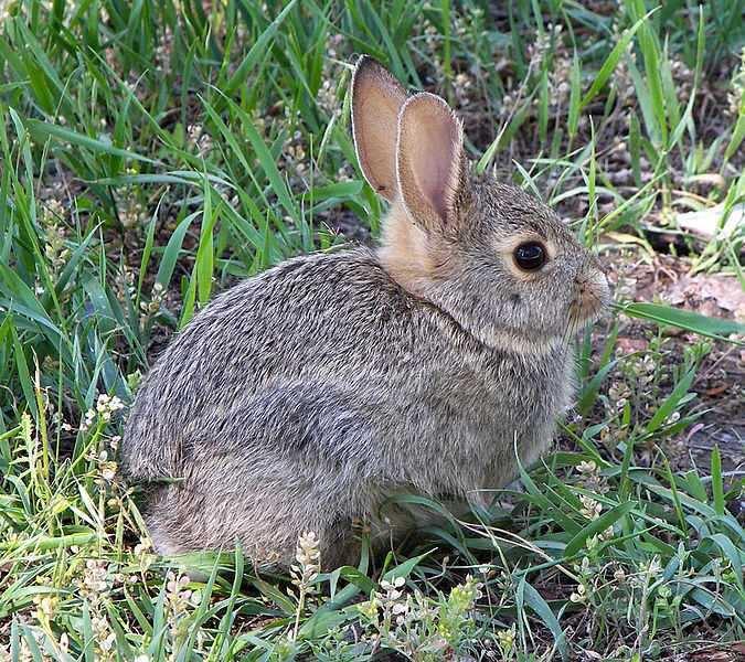 watch a video about wild rabbits on