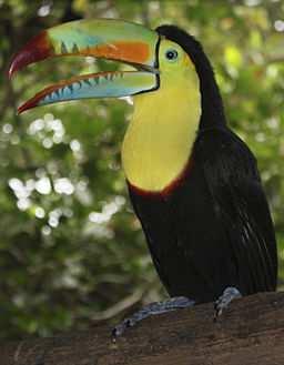 Toucans have a lot of variation in beak size and color. Females decide who they will mate with based on these variations.