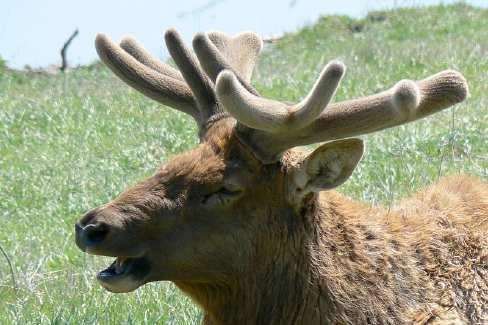 Slide 97 / 105 Slide 98 / 105 Variations and Survival Elk use their antlers for fighting wolves.