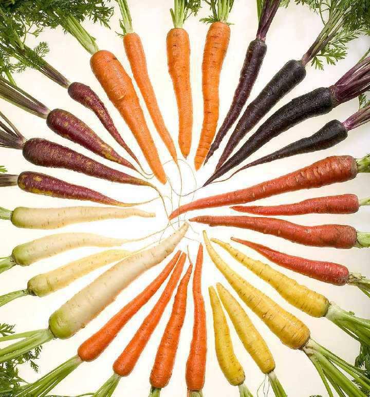 Carrots Lab Use your observation