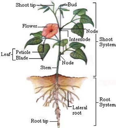 Lesson 1. The Vegetative Parts of Plants Just like animals, plants are also provided with organs. These organs are distinct in form, structure and function.