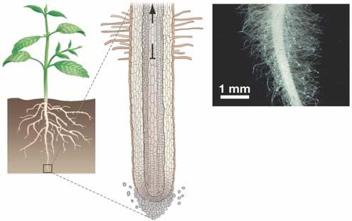 Root Hairs Increase the Surface Area Available for Nutrient Absorption Zone of