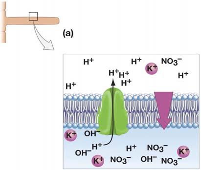 Establishing and Using a Proton Gradient Root-hair cells have proton pumps (H + -ATPases) in their plasma membranes that move nutrients into the cell against a strong concentration gradient.