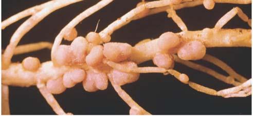 Rhizobia (Rhizobium species and close relatives) are found in nodules on the roots of legumes and provide the plant