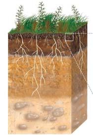 Soil Weathering the forces applied by rain, running water, and wind begins the process of building soil from solid rock. Particles derived from rocks are the first ingredient in soil.
