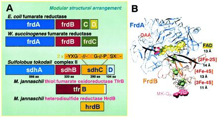 Succinate dehydrogenase and Heterodisulfide reductase evolutionary interplay continued At some point during evolution the Heterodisulfide reductase has probably formed a complex with functionally