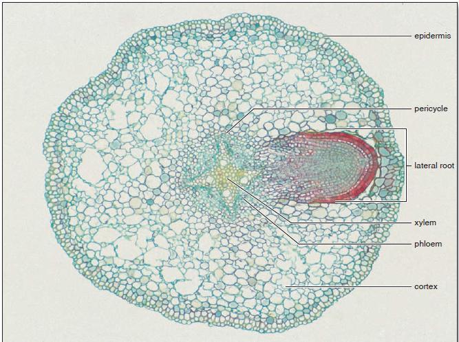A cross section through a dicot (willow Salix)