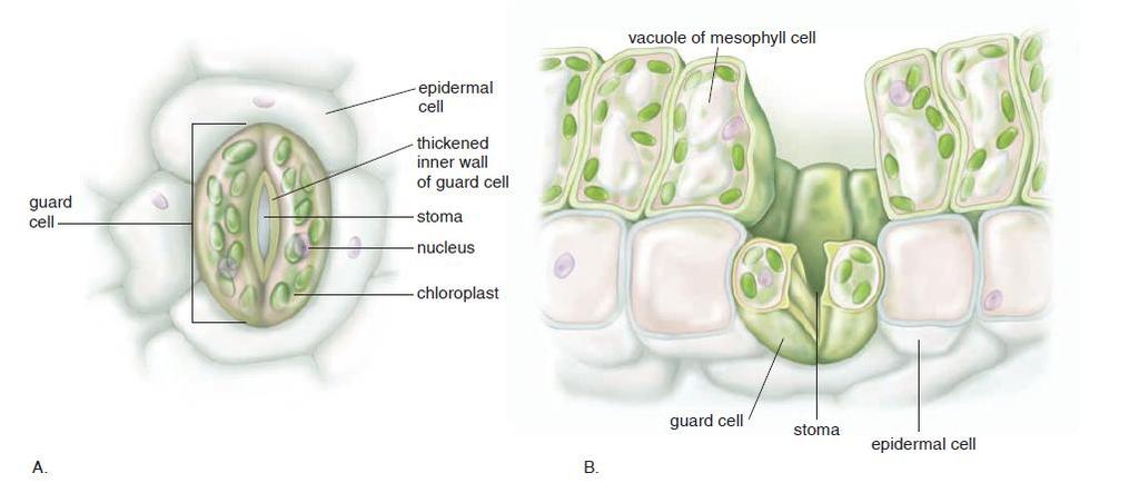 A dicot stoma. A. Surface view.